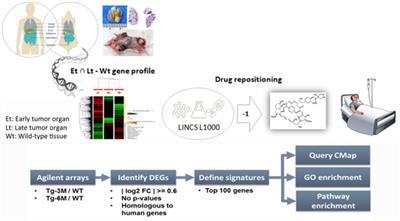 Therapeutic Effect of Repurposed Temsirolimus in Lung Adenocarcinoma Model